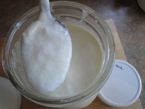 raw milk yogurt without gelatin