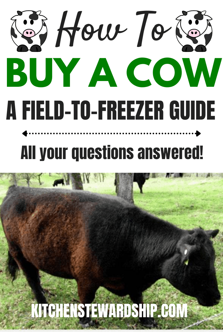 how to buy a cow - a field to freezer guide - all your questions answered