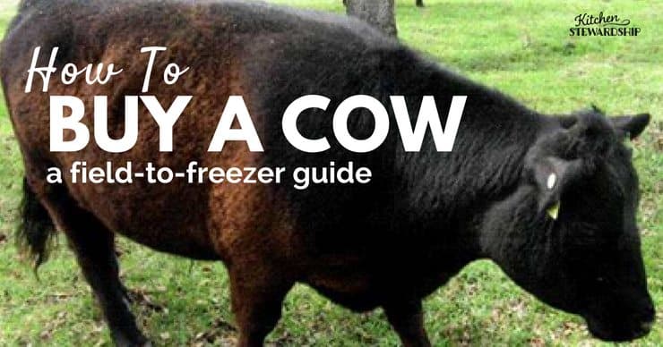 This how-to-buy-a-cow-guide has everything you need to know about getting quality beef from the field to your freezer.