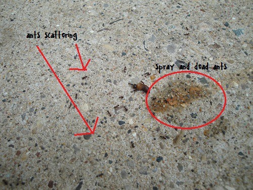killing ants with greenbug all natural pest spray
