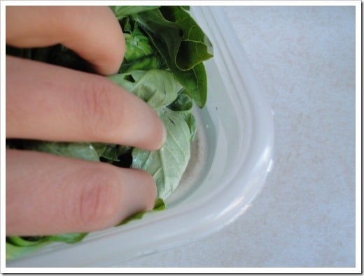 How to Store Fresh Herbs the easy way