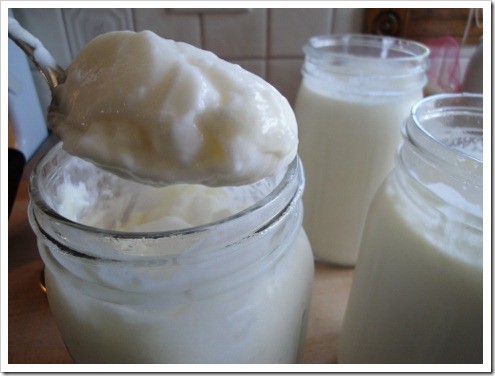 making homemade raw yogurt with gelatin, thick raw yogurt
