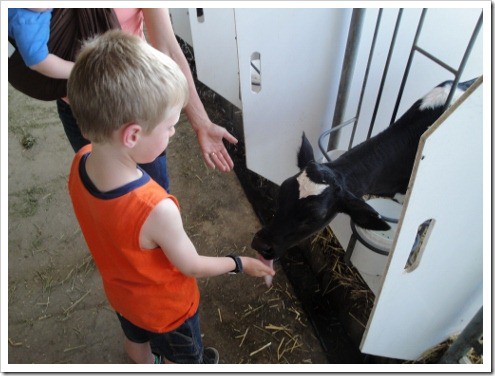 Paul with cows calf farm