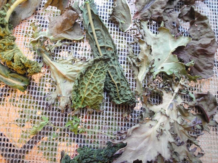 dehydrate kale spinach chard greens