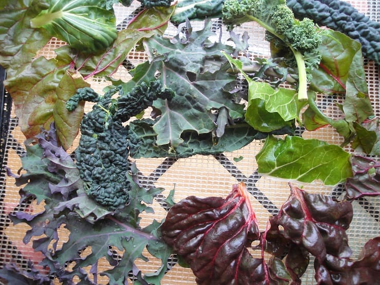 Kale, Spinach, and Swiss Chard on the dehydrator tray.