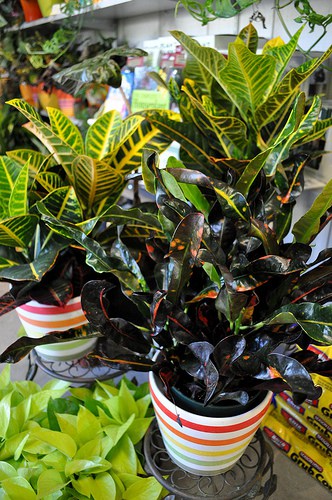 Air filtering house plants