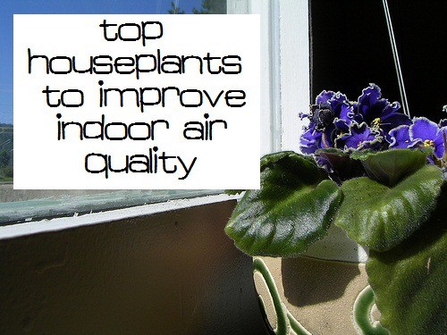 houseplants improve indoor air quality