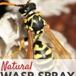You don't need Raid or yucky chemicals to kill your bee hive or wasp nest. Get rid of wasps naturally with this super simple recipe.