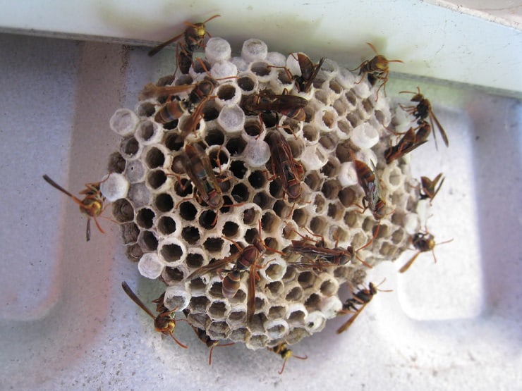 wasp nest