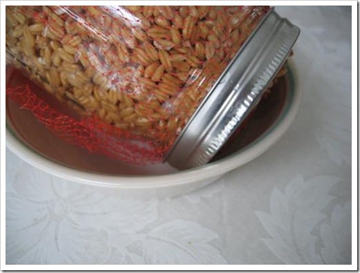 sprouting whole grains