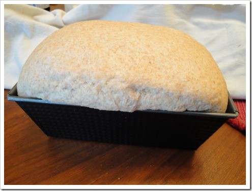 Is wheat the cause of the obesity epidemic? 