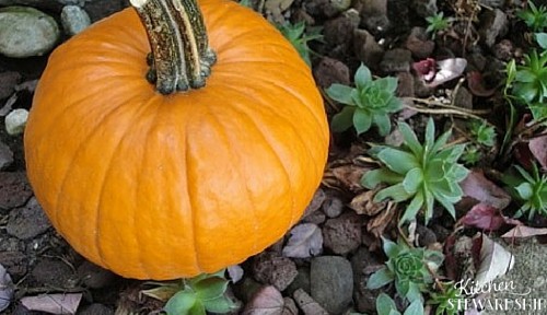 Everyday Superfoods: Commonplace Foods That Pack a Nutritional Punch