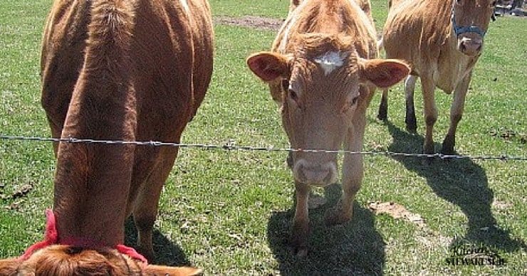 10 real foods women should eat more often