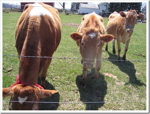 cows grazing smaller