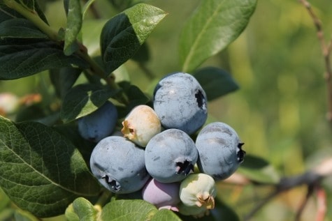 Consuming antioxidants to help with radiation exposure