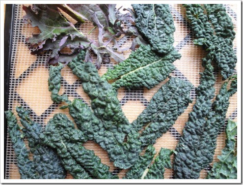 Dehydrating leafy greens - leafy green vegetables on a dehydrator rack