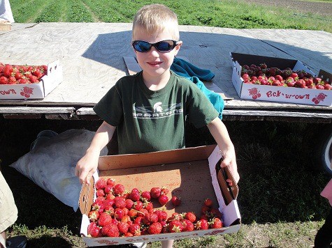 strawberry picking 2011a