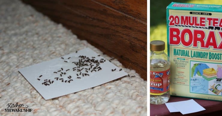 Got ants in the kitchen? This mostly natural, non-toxic homemade ant poison is your new best friend. Kill those sugar ants without hurting your family.