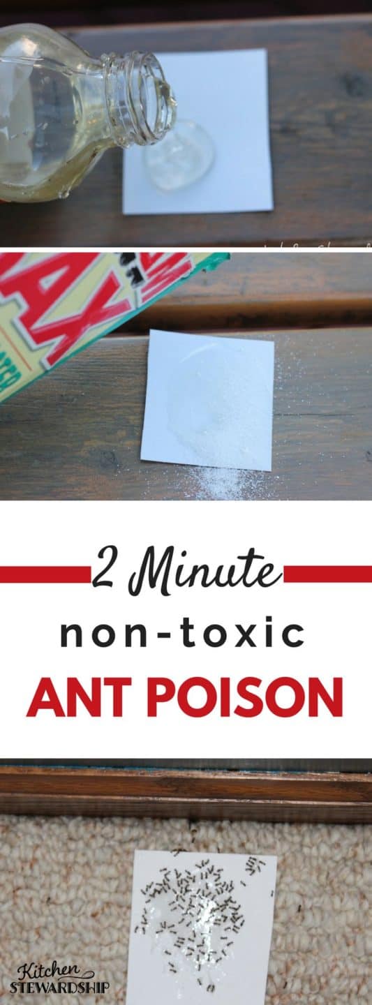 homemade non-toxic Ant poison