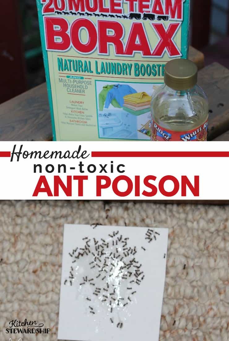 homemade non-toxic Ant poison