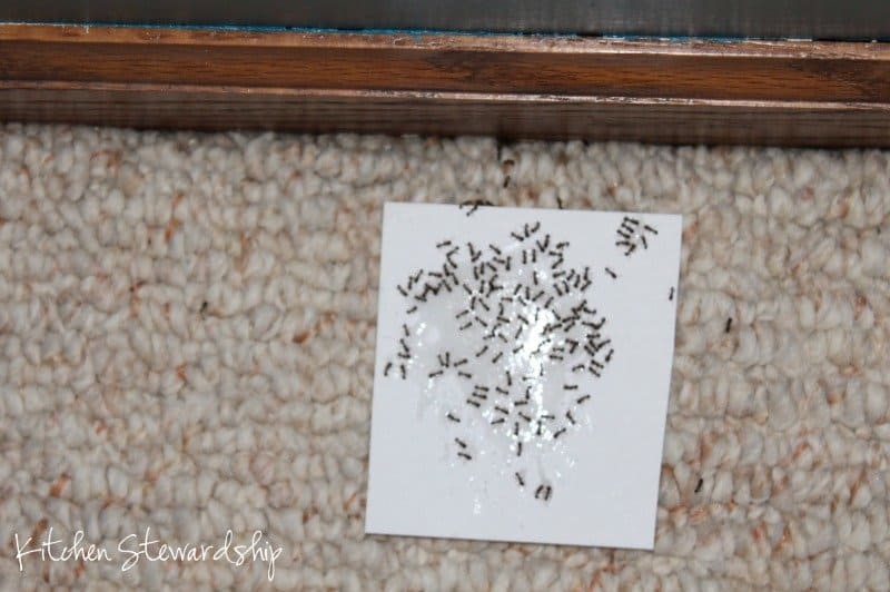 homemade non toxic ant poison on index card