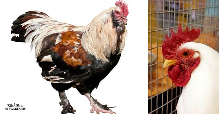 6 objections to buying the whole bird