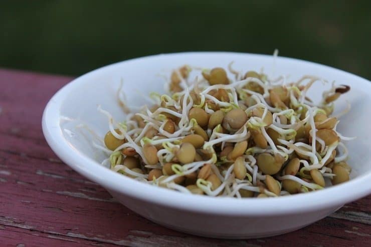 Sprouted Lentils