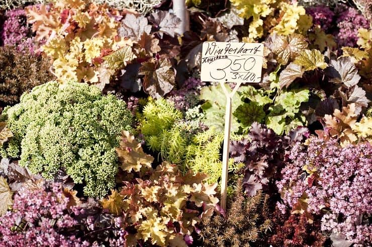 market scene M12o Vr 5 O