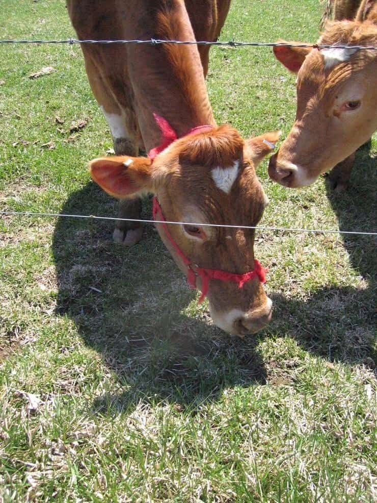 Cows grazing on grass
