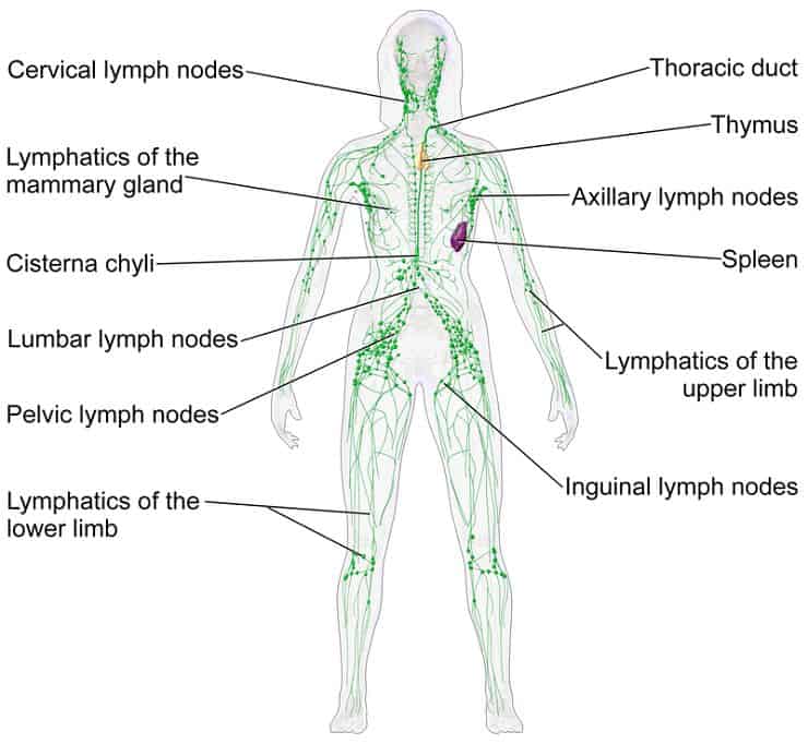 Blausen 0623 Lymphatic System Female