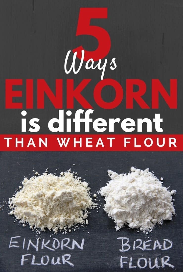 5 Ways Einkorn is Different Than Wheat Flour