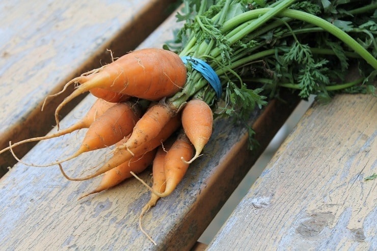 Baby Carrots from the garden