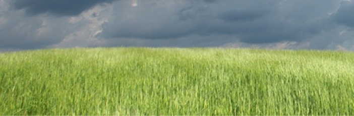 jovial foods einkorn field