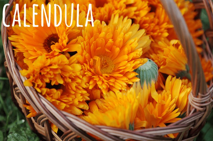 calendula herb