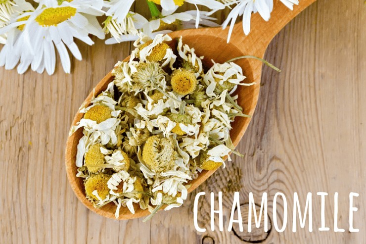 chamomile tea herb