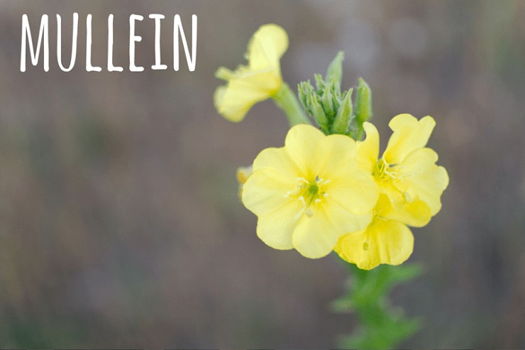 mullein herb