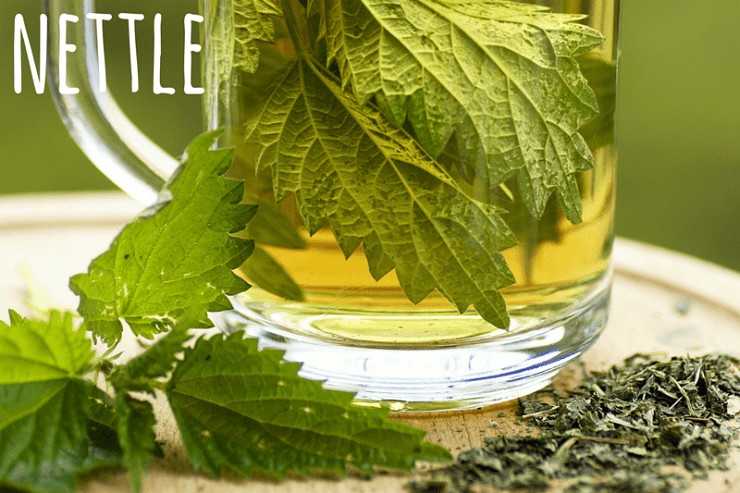 nettle