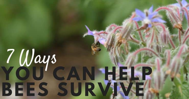 7 Ways You Can Help Bees Survive FB