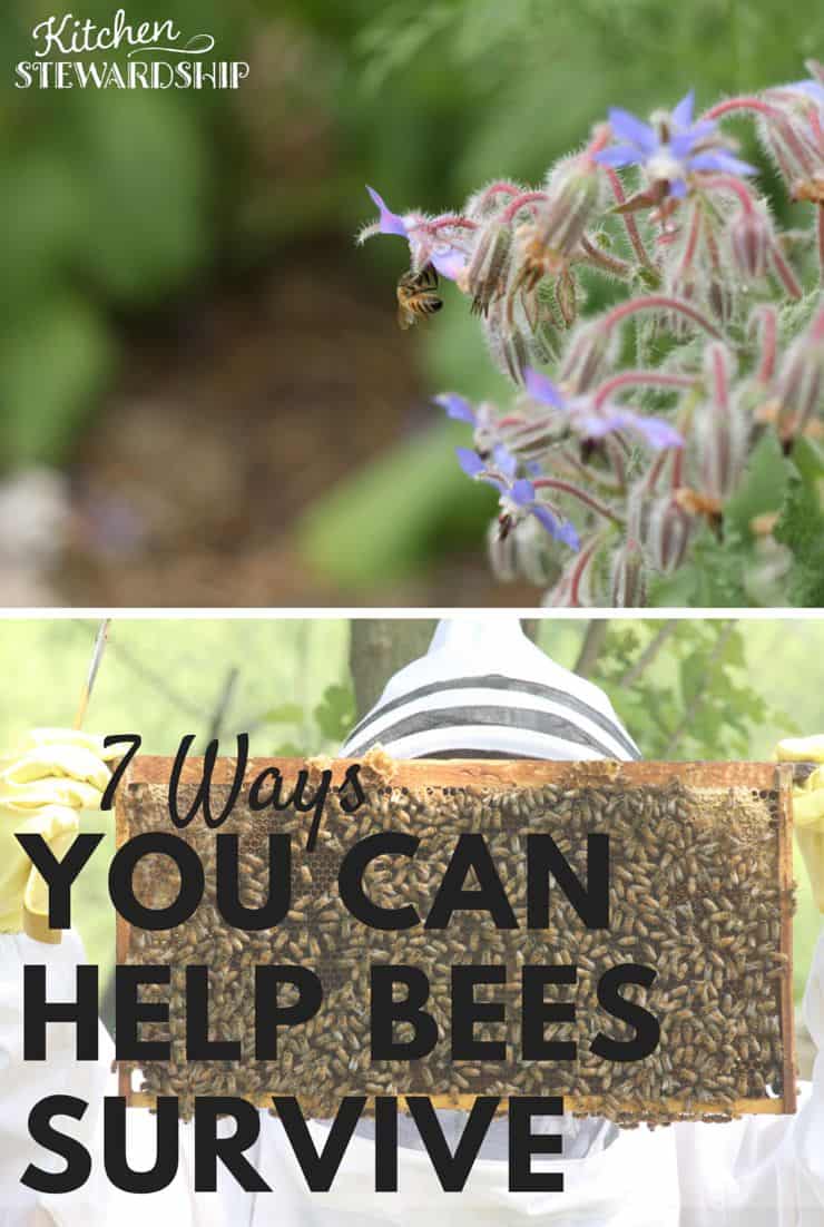 7 Ways You Can Help Bees Survive