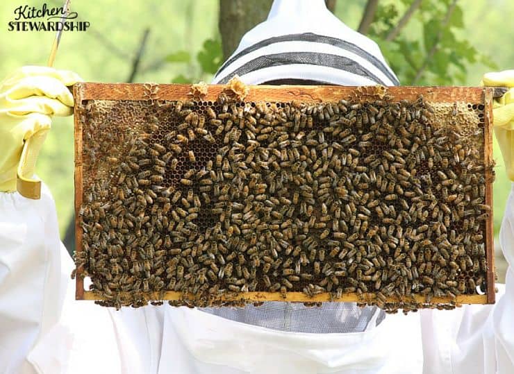 Beekeeping Doesn't Have to be Scary