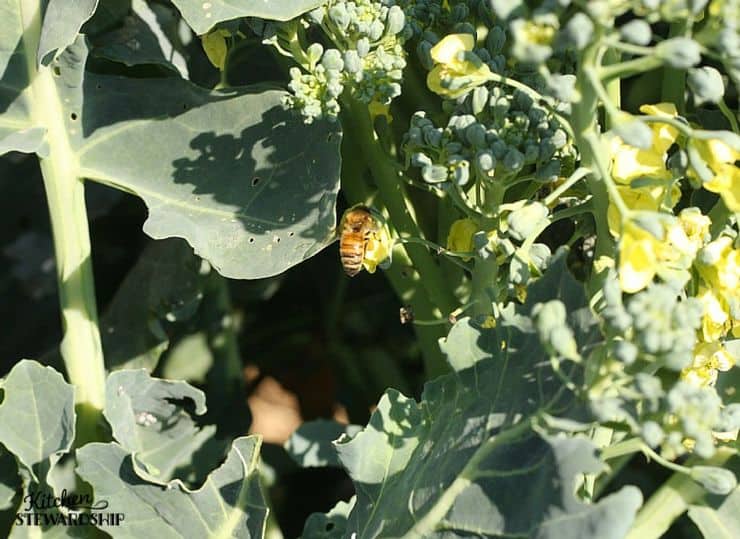 Bees Help our Plants to Produce