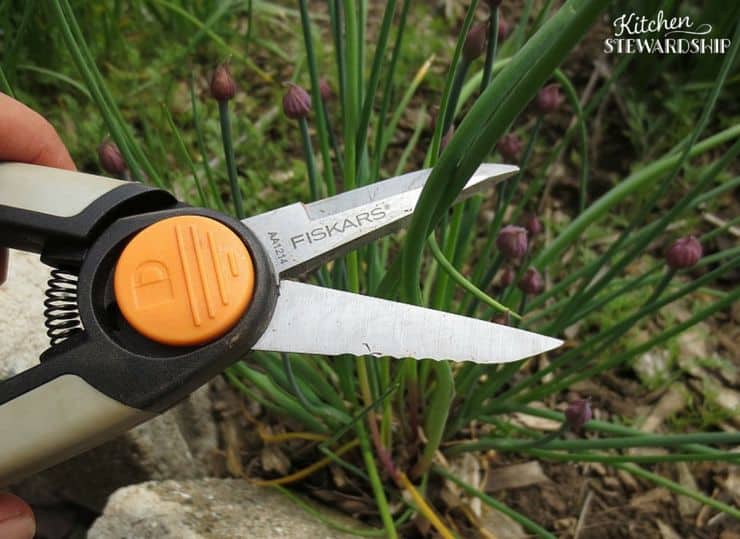 Easily Collect Herbs with Fiskers Snippers