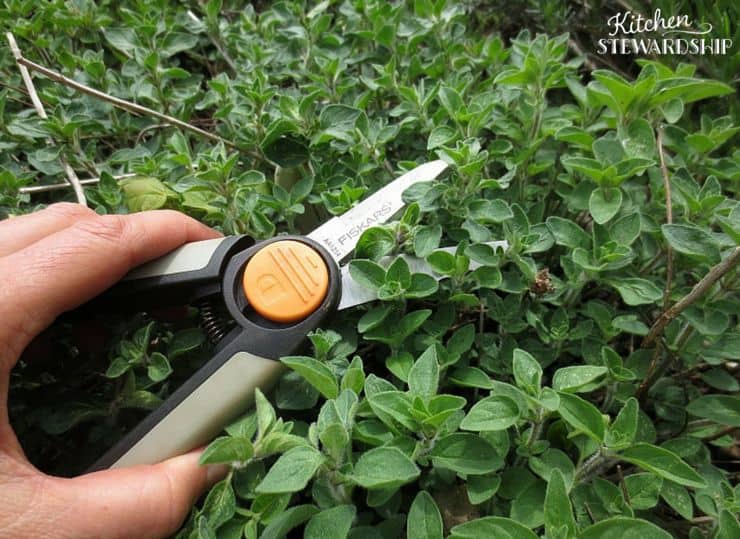 Fresh Herbs are Always Ready for Dinner