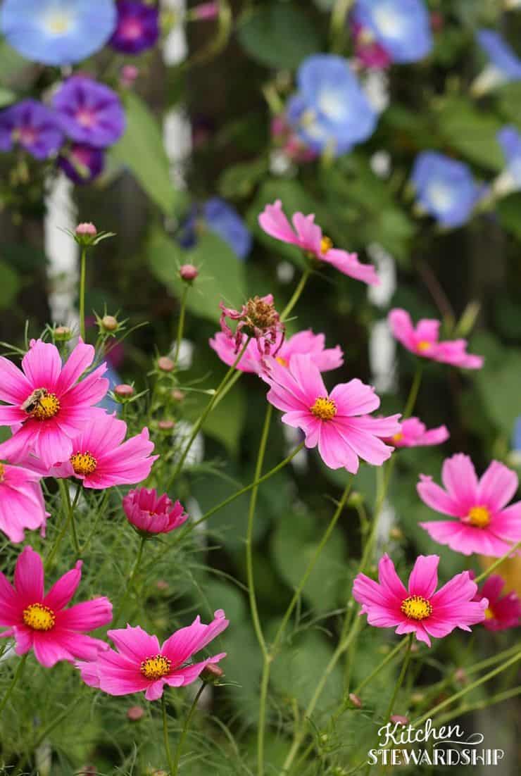 Save bees with Wildflowers