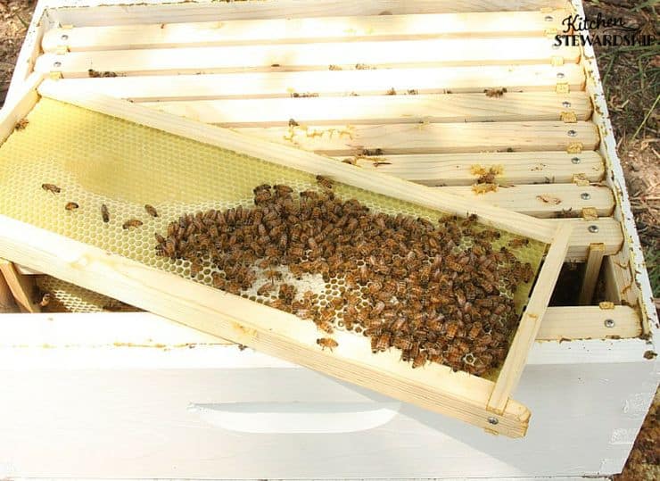 There isn't Anything Better Than Fresh Honey