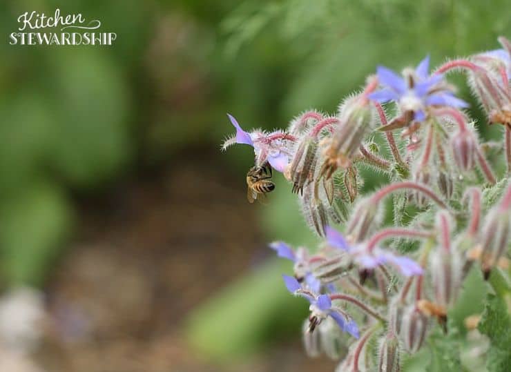 You Can Help The Bee Population