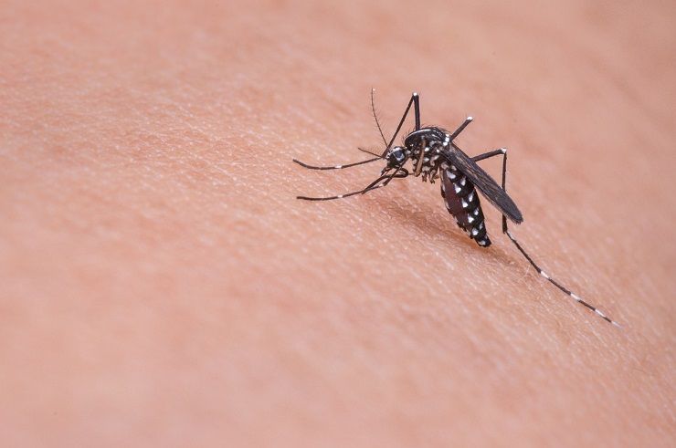 A mosquito on skin