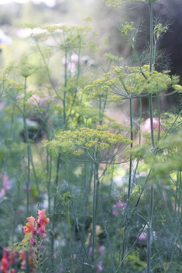 garden fresh dill to season my fermented vegetable recipes