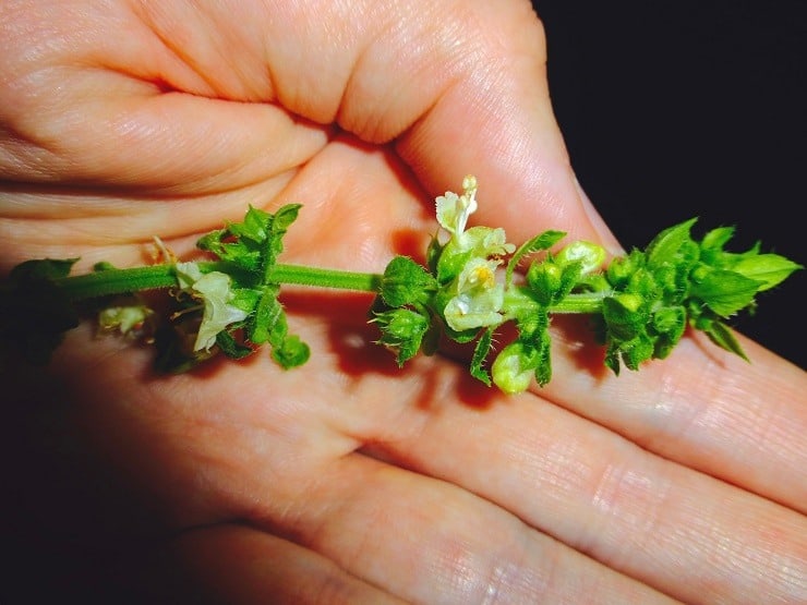 basil flowers