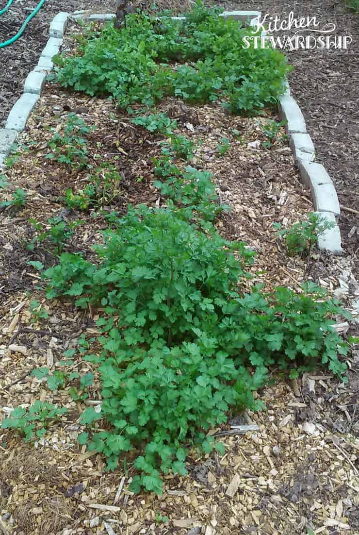 Tips to make gardening easy this year